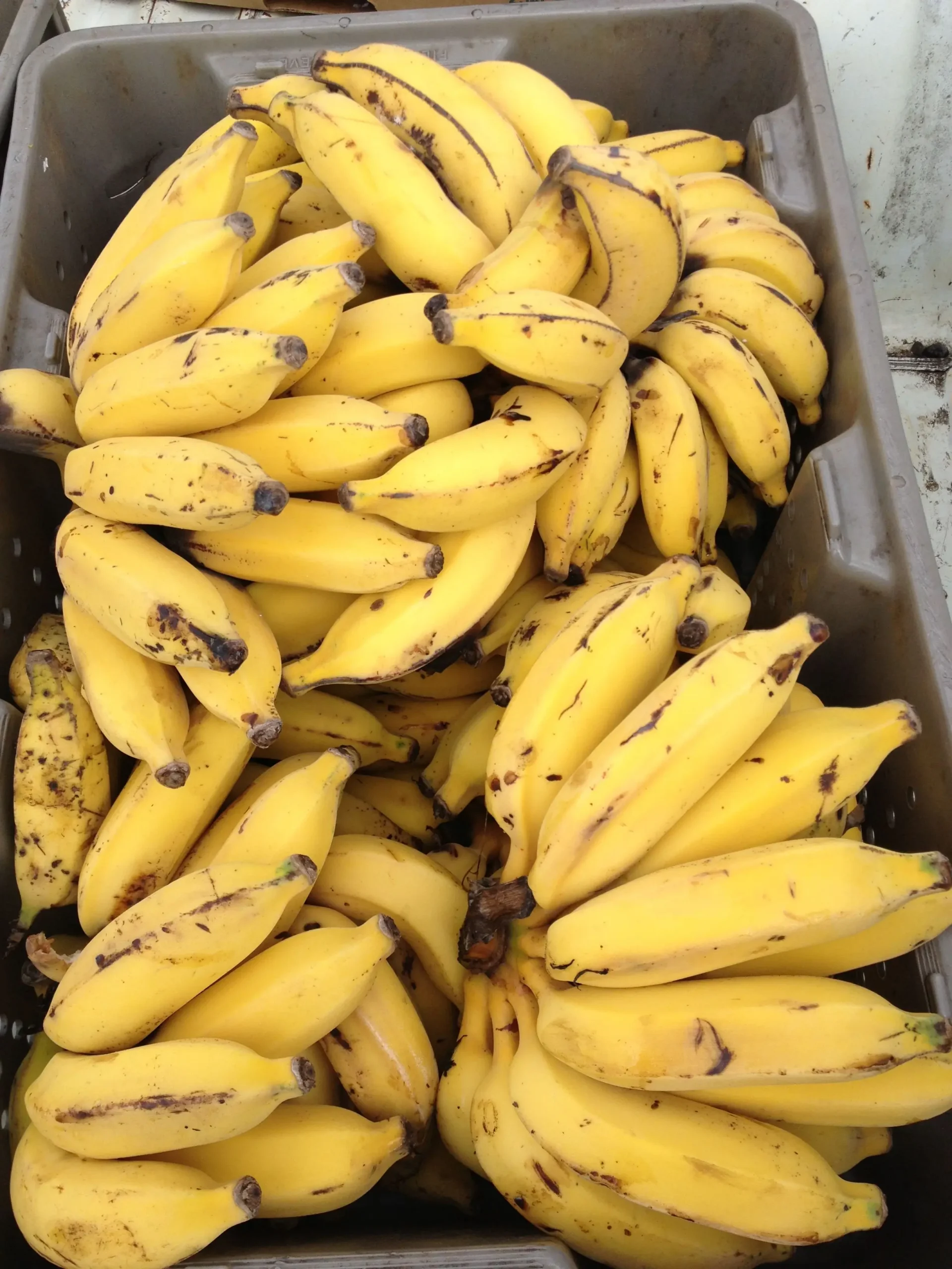  Apple Bananas (Ndiizi)