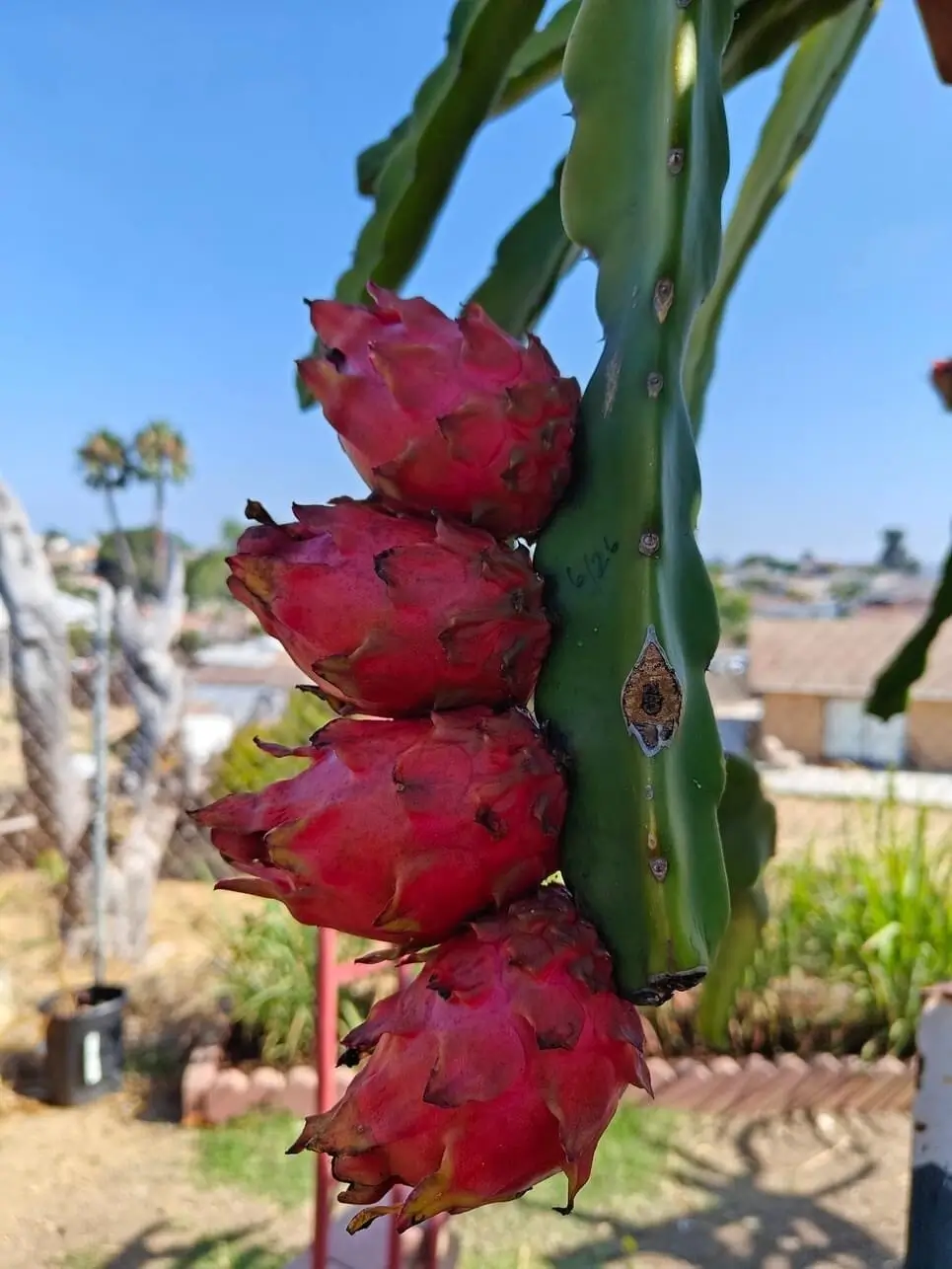 Dragon Fruits