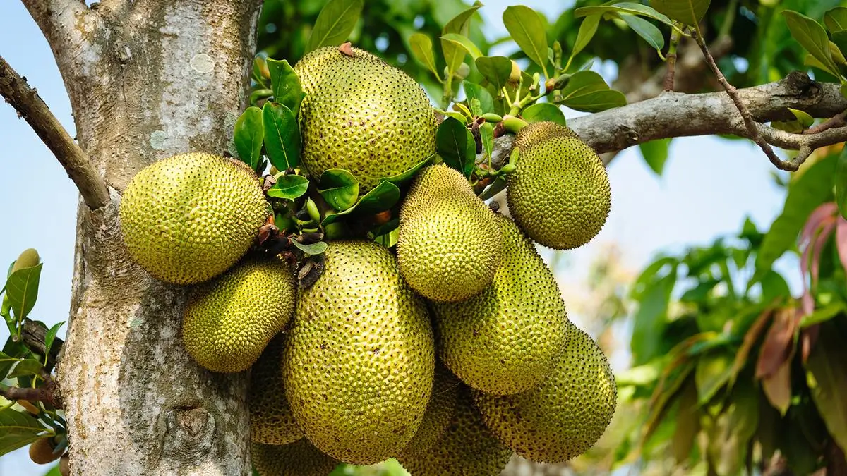 Jackfruit