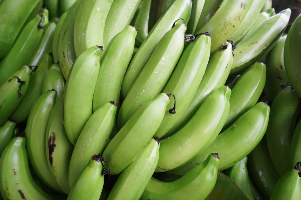 East African Highland Green Cooking Bananas (Matooke)