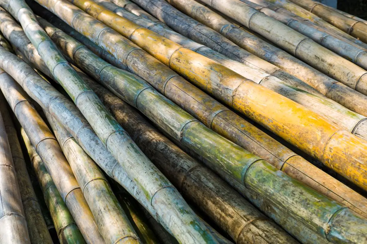 Sugar Cane