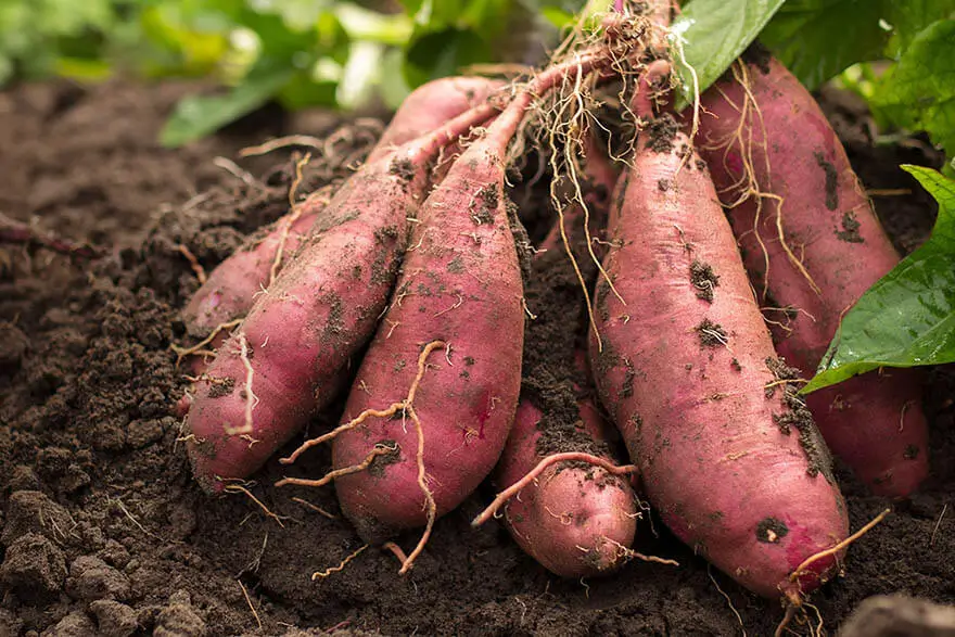 Sweet Potatoes