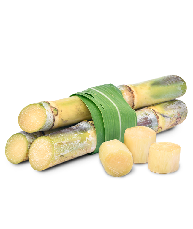 Sugarcane